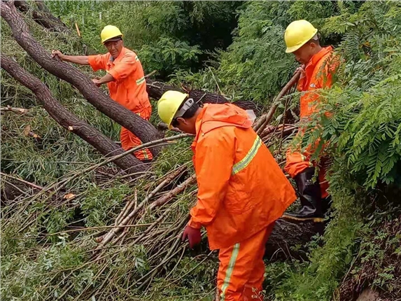 倒伏树木.jpg